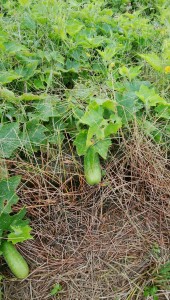 staff_blog05_img008