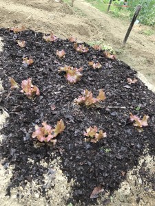 staff_blog_img058